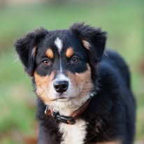 Chien issu de l’élevage