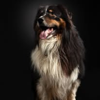 Chien issu de l’élevage